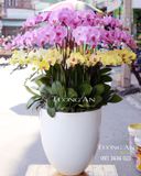  Chậu Lan Hồ Điệp Thần Tài Đến - S667 