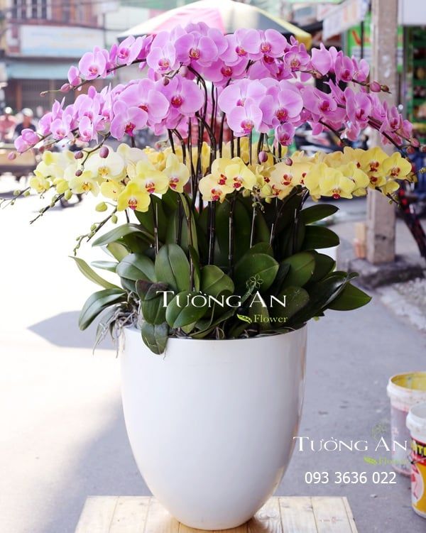  Chậu Lan Hồ Điệp Thần Tài Đến - S667 