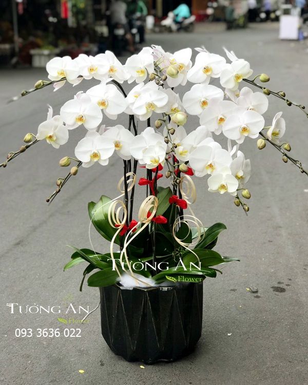  Chậu Lan Hồ Điệp Thành Công Viên Mãn - S671 