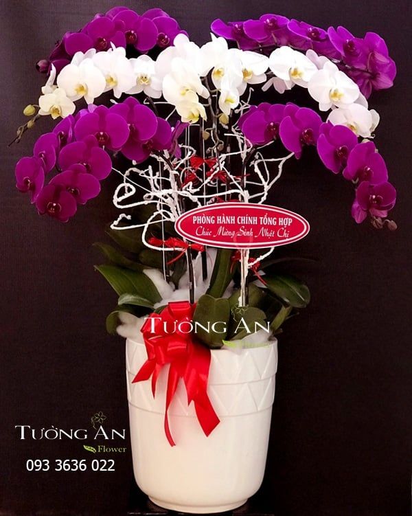  Chậu Lan Hồ Điệp Tất Thắng - S683 