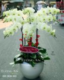  Chậu Lan Hồ Điệp Cửu Đỉnh - S693 
