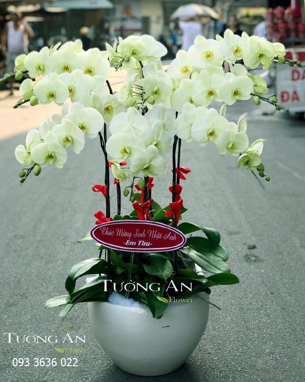  Chậu Lan Hồ Điệp Cửu Đỉnh - S693 