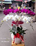  Chậu Lan Hồ Điệp Lộc Trời - S695 