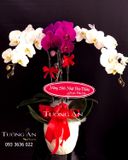  Chậu Lan Hồ Điệp Thành Công Mãi - S696 