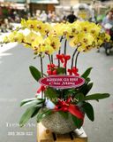  Chậu Lan Hồ Điệp May mắn - S698 