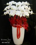  Chậu Lan Hồ Điệp Bướm Trắng - S747 