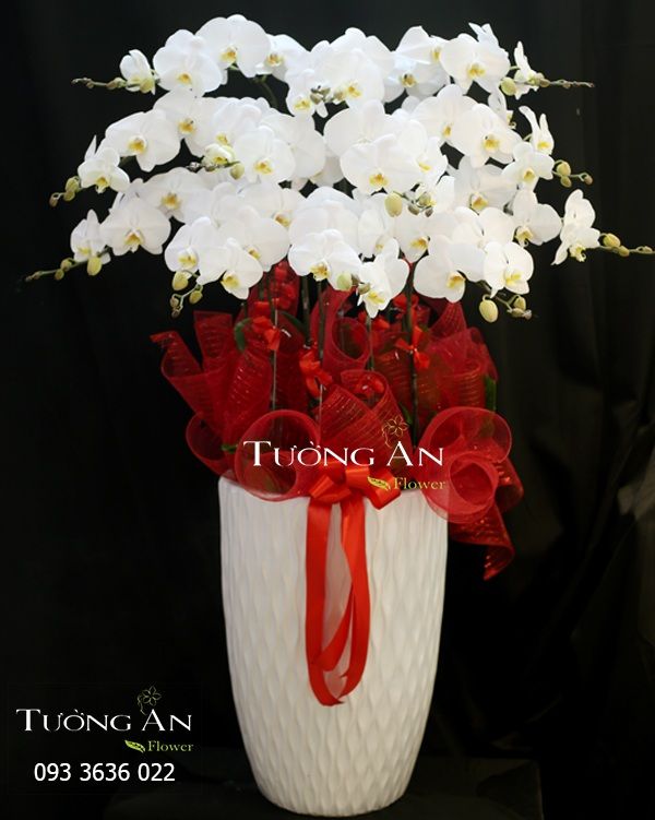  Chậu Lan Hồ Điệp Bướm Trắng - S747 