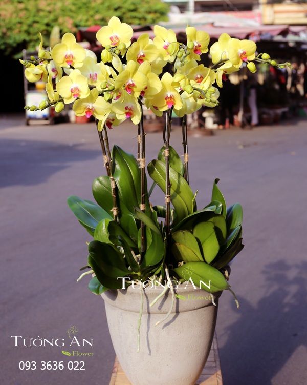  Chậu Lan Hồ Điệp Nắng Hạ - S750 