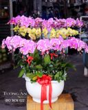  Chậu Lan Hồ Điệp Tươi thắm - S754 