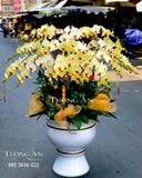  Chậu Lan Hồ Điệp Hạnh Phúc VIên Mãn - S769 