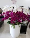  Chậu Lan Hồ Điệp Đẹp - S781 