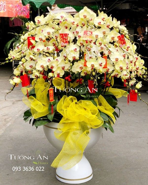  Chậu Lan Hồ Điệp Phú Quý Trọn Đời - S782 