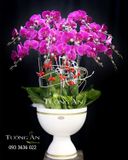  Chậu Lan Hồ Điệp Phúc Lộc Thọ - S783 