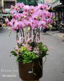  Chậu Lan Hồ Điệp Đón Chào Niềm Vui - S784 