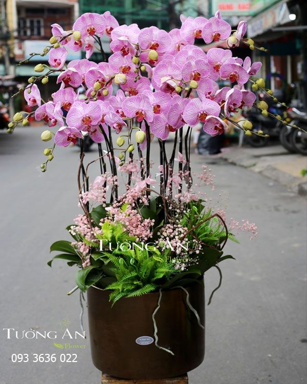  Chậu Lan Hồ Điệp Đón Chào Niềm Vui - S784 
