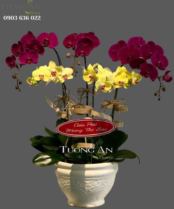  Chậu Lan Hồ Điệp Phối Màu - S806 