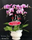  Chậu 5 Cành Lan Hồ Điệp Đột Biến - S813 