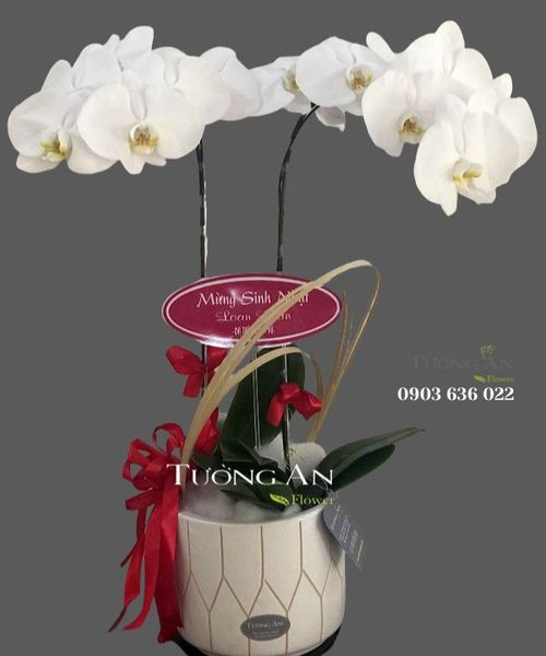 chau-2-canh-lan-ho-diep-trang-s814