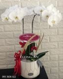  Chậu 2 Cành Lan Hồ Điệp Trắng - S814 