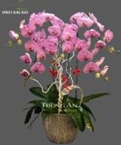  Chậu 5 Cành Lan Hồ Điệp Đẹp - S821 