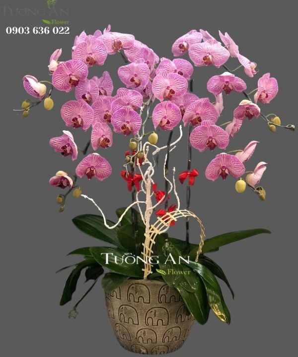  Chậu 5 Cành Lan Hồ Điệp Đẹp - S821 