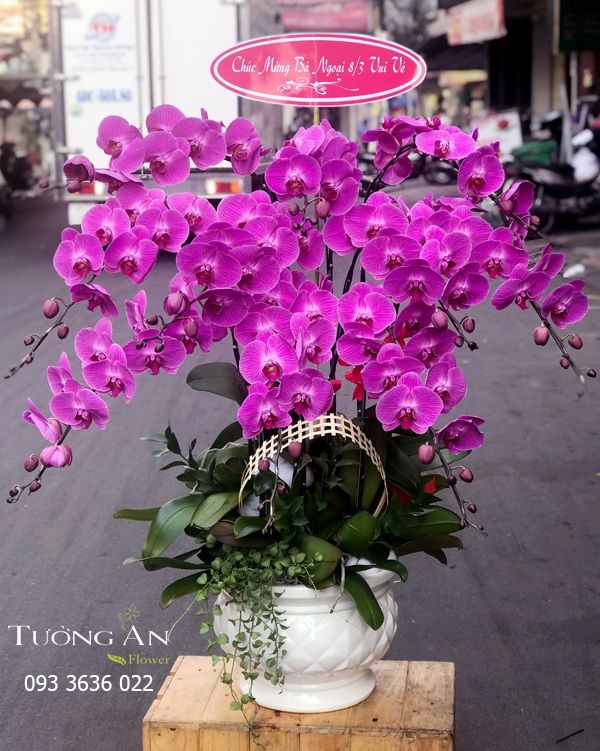  Chậu Lan Hồ Điệp Hồng Đẹp - S823 