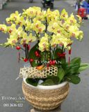  Chậu Lan Hồ Điệp Vàng - S827 