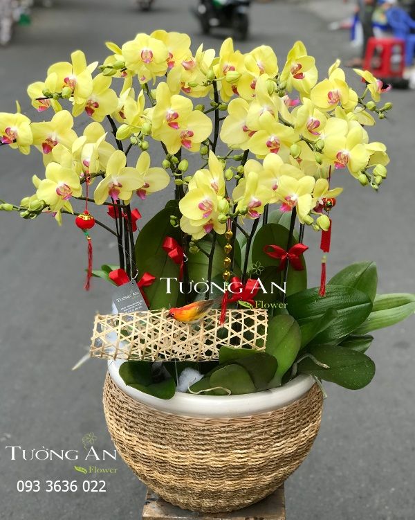  Chậu Lan Hồ Điệp Vàng - S827 