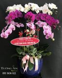  Chậu Lan Hồ Điệp Phối màu - S828 