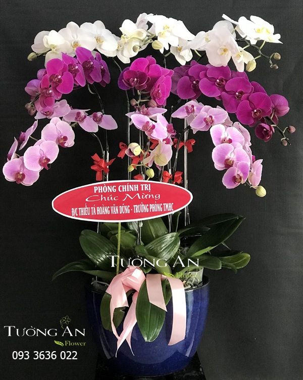  Chậu Lan Hồ Điệp Phối màu - S828 