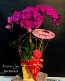  Chậu Lan Hồ Điệp Tím - S835 