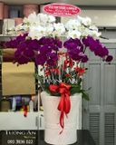  Chậu Lan Hồ Điệp - S836 