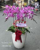  Chậu 10 Cành Lan Hồ Điệp Đẹp - S838 