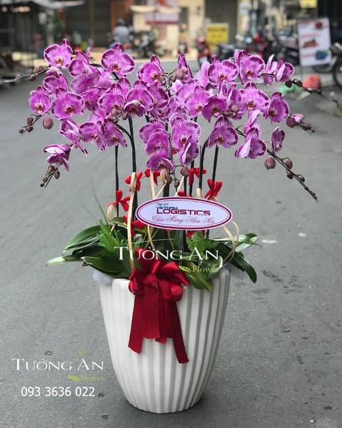 Chậu 10 Cành Lan Hồ Điệp Đẹp