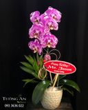  Chậu Lan Hồ Điệp Hồng - S840 