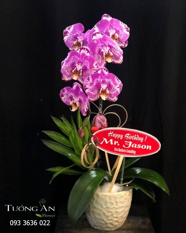  Chậu Lan Hồ Điệp Hồng - S840 