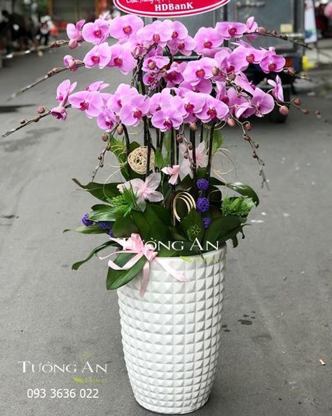 Chậu 12 Cành Lan Hồ Điệp Hồng