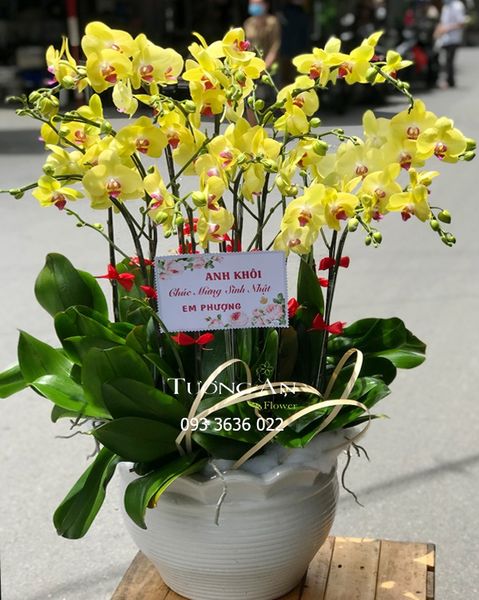 Chậu 12 Cành Lan Hồ Điệp Vàng