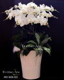  Chậu 12 Cành Lan Hồ Điệp Trắng - S846 