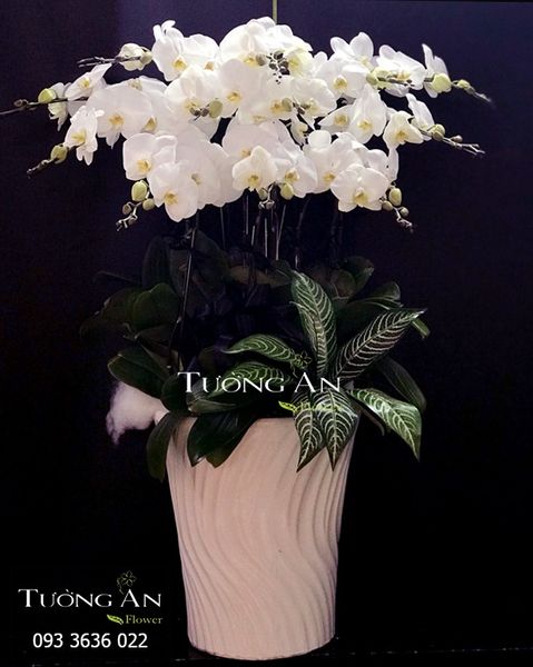 Chậu 12 Cành Lan Hồ Điệp Trắng