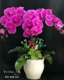  Chậu Lan Hồ Điệp Tím - S847 