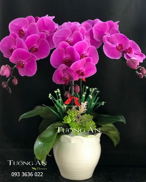  Chậu Lan Hồ Điệp Tím - S847 