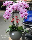  Chậu 5 Cành lan Hồ Điệp Hồng - S851 