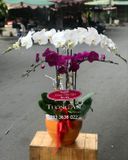 Chậu Lan Hồ Điệp 6 Cành - S852 