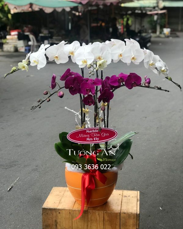  Chậu Lan Hồ Điệp 6 Cành - S852 