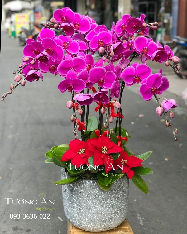  Chậu Lan Hồ Điệp - S853 