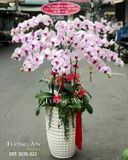  Chậu 12 Cành Lan Hồ Điệp Hồng - S855 