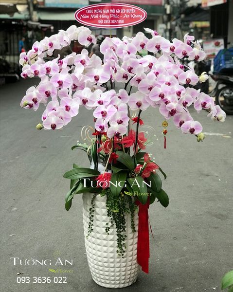 Chậu 12 Cành Lan Hồ Điệp Hồng