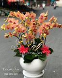 Chậu Lan Hồ Điệp Đẹp - S858 