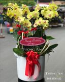  Chậu Lan Hồ Điệp Vàng - S859 
